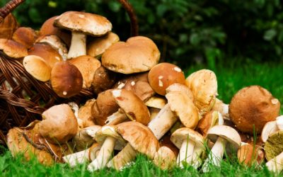 Des champignons pour soigner !
